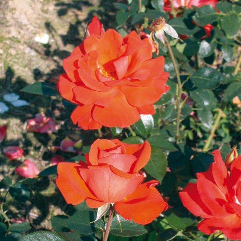 Storblomstrede roser blandes x 6