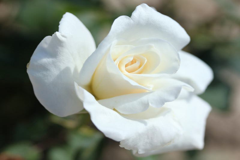 Storblomstret rose HVID x 3