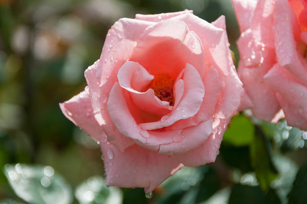 Storblomstret rose Pink X 3
