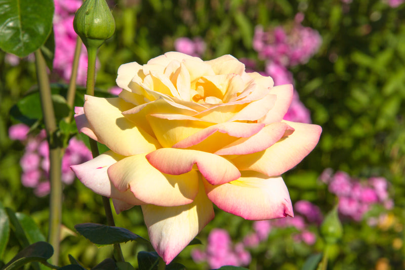 Storblomstret rose gul/pink x 3
