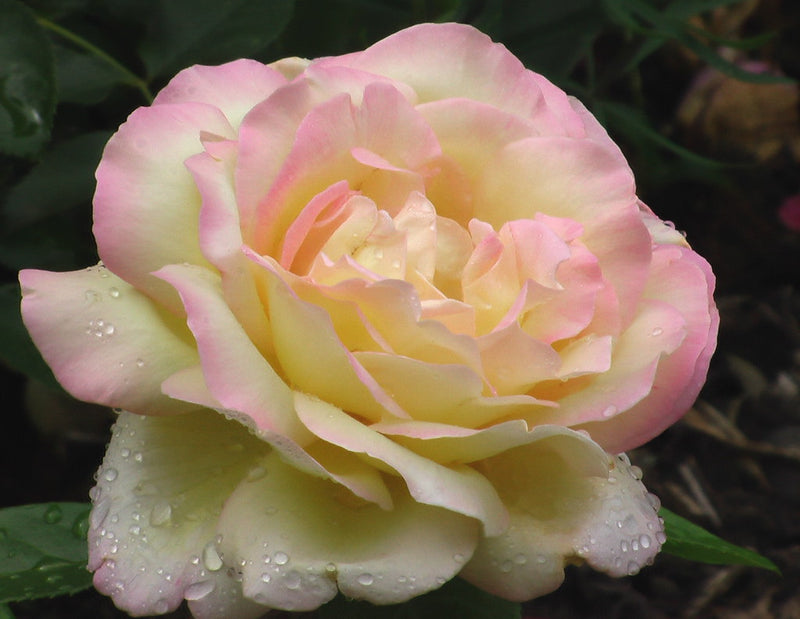 Storblomstret rose gul/pink x 3