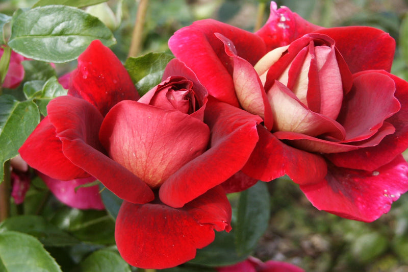 Storblomstret rosen rød/hvid x 3