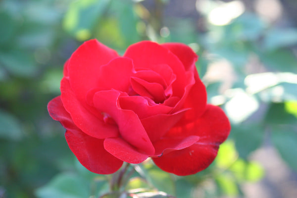 Polyantha Rose Red X 3