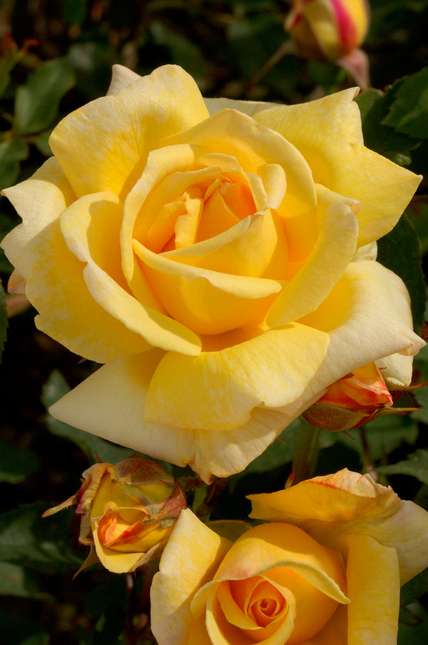 Polyantha rose gul x 3