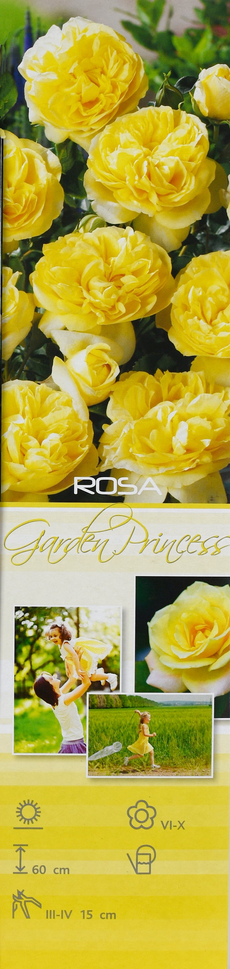 Polyantha rose gul x 3
