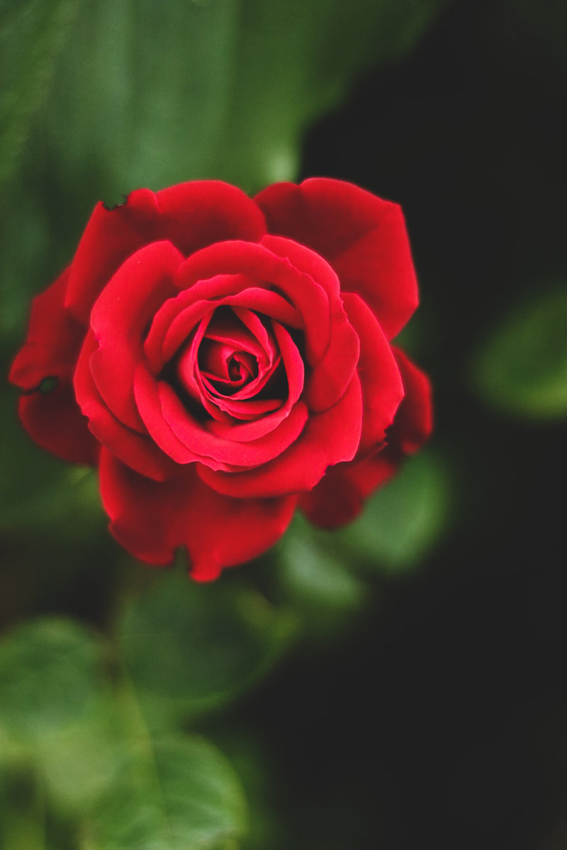 Klatring Rose Red X 3