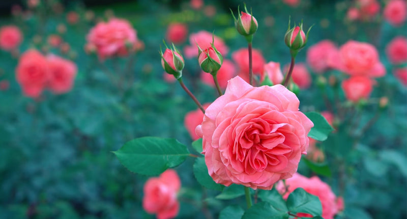 Polyantha roser x 3
