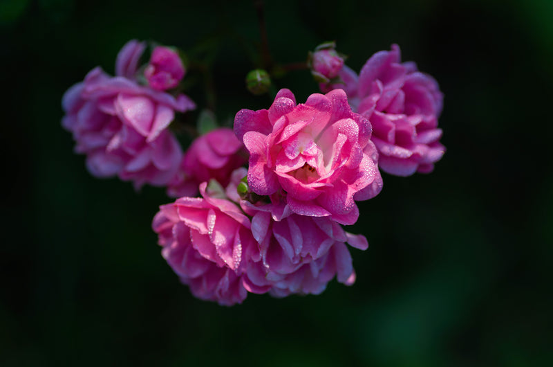 Polyantha roser x 3