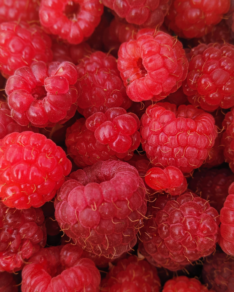 Rubus Mix x6