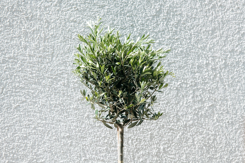 Oliventræ på stamme xxl x 1