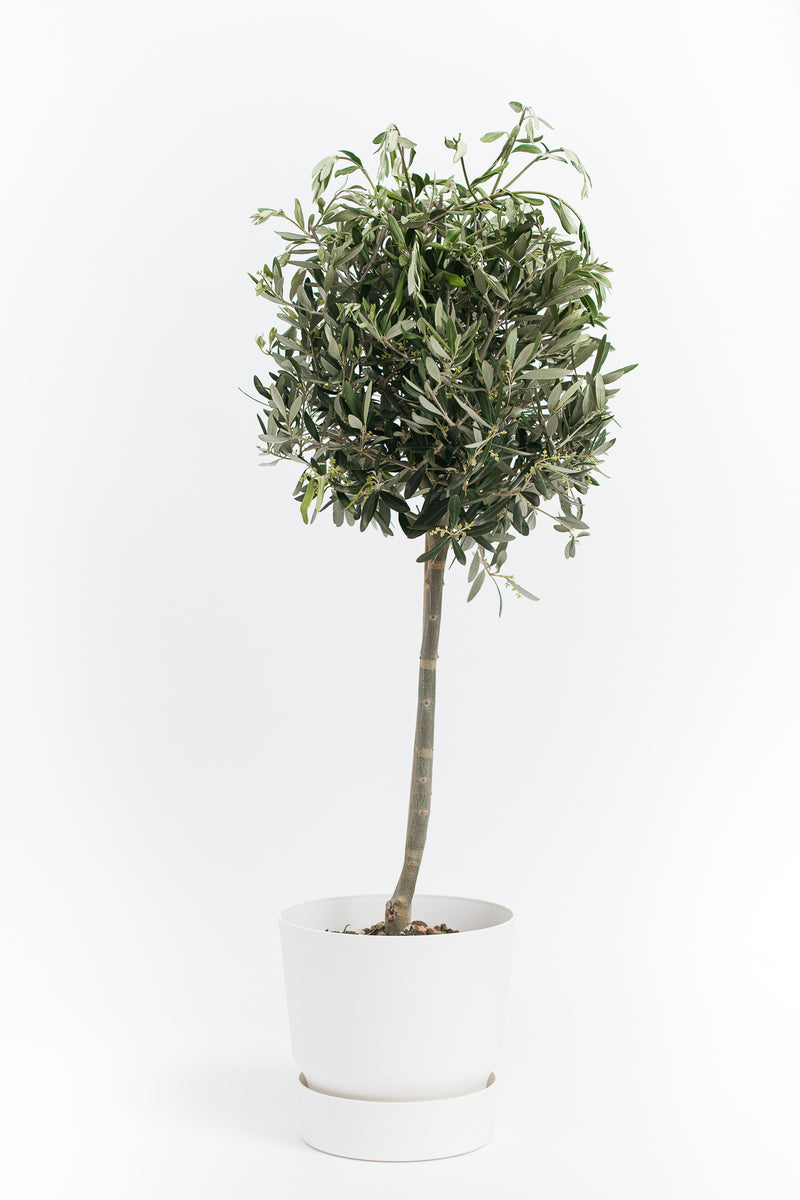Oliventræ på stamme xxl x 1