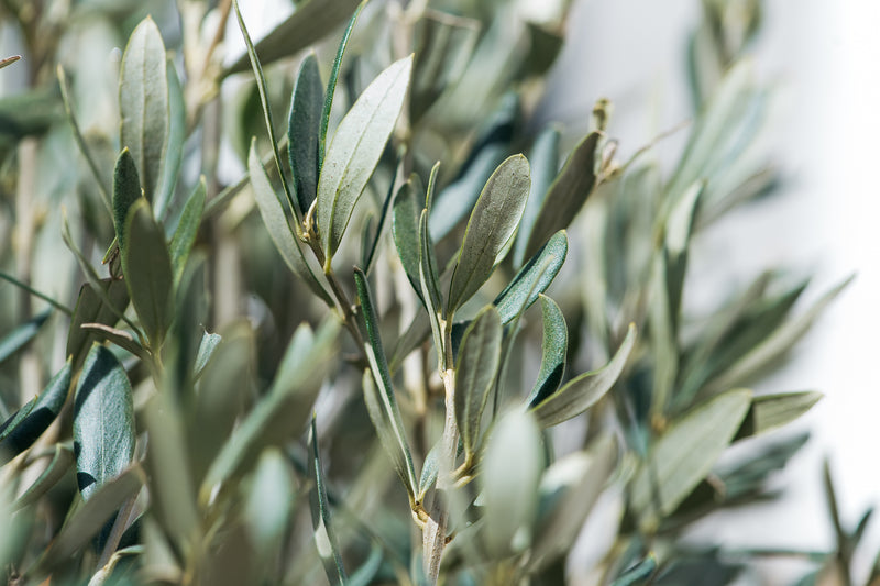 Oliventræer hårdfør på stamme xxl x 2