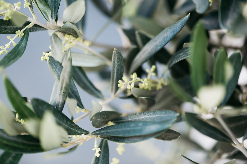 Oliventræer hårdfør på stamme xxl x 2