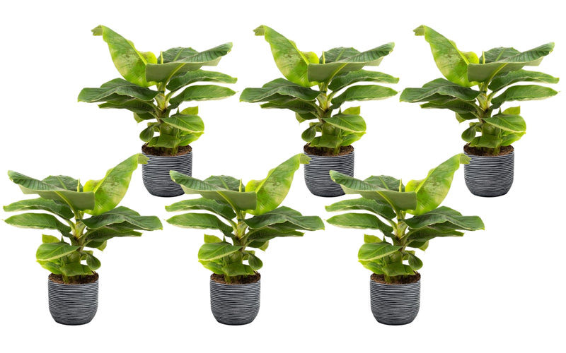 Tropiske bananplanter x 6