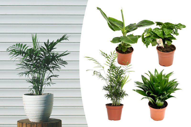 Tropiske indendørs planter x 4