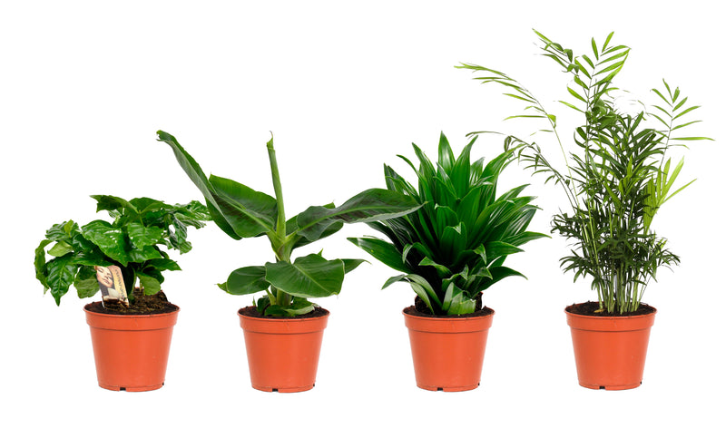 Tropiske indendørs planter x 4