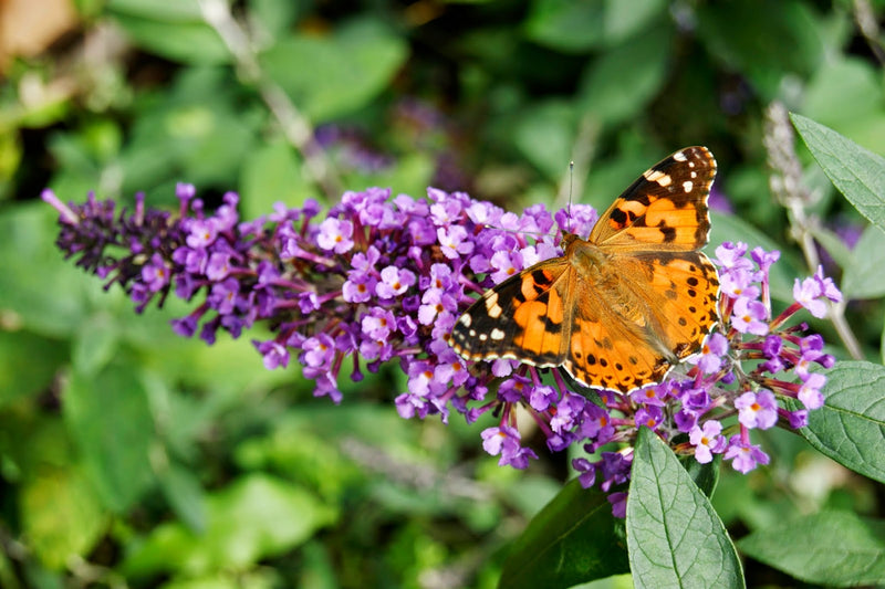 BuddleJa Davidii Blue/Lilac X 3