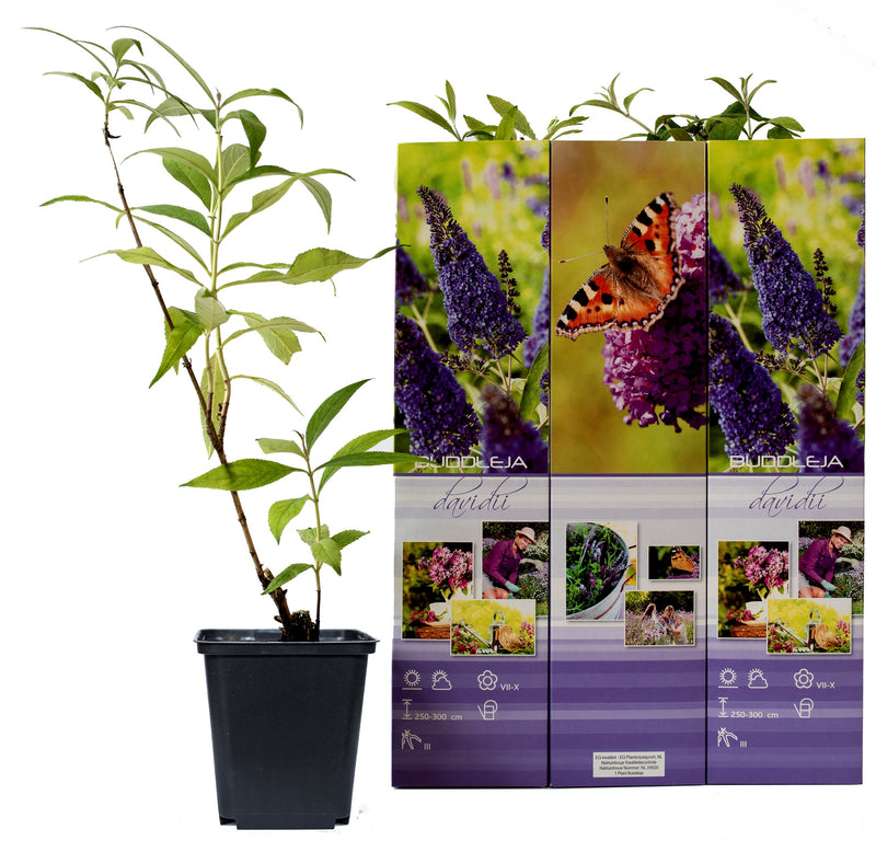 BuddleJa Davidii Blue/Lilac X 3