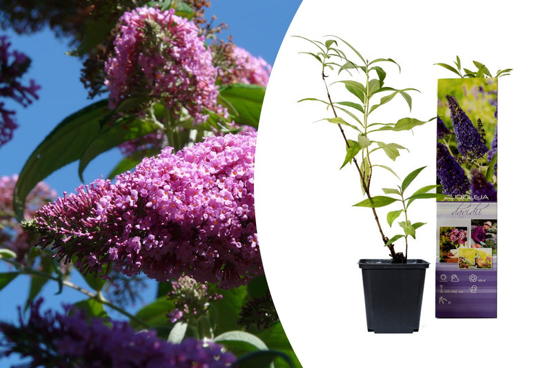 BuddleJa Davidii Blue/Lilac X 6