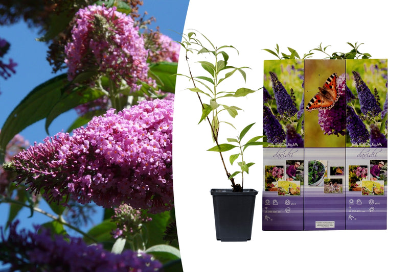 BuddleJa Davidii Blue/Lilac X 6