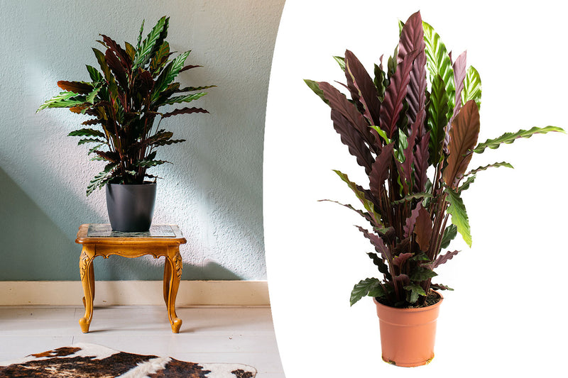 Calathea rufibarba stor x1