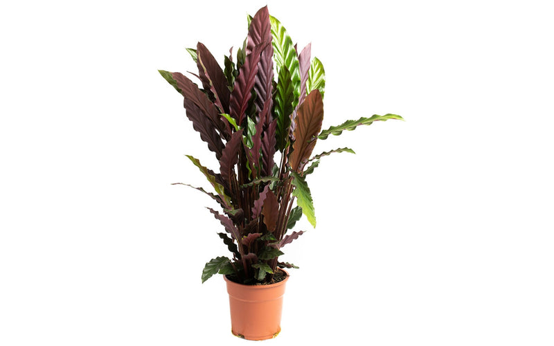 Calathea rufibarba stor x1