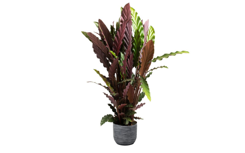 Calathea rufibarba stor x1