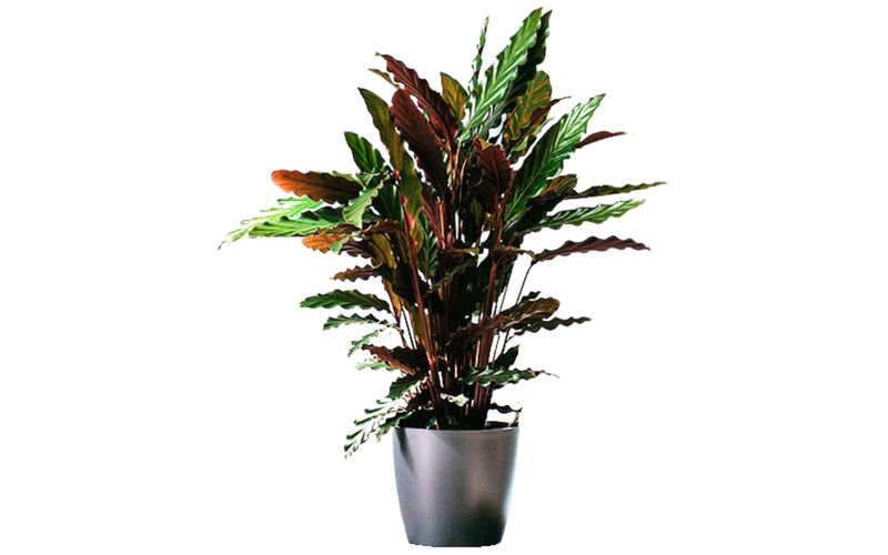 Calathea rufibarba stor x1