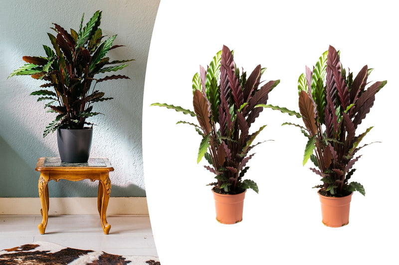 Calathea rufibarba stor x2