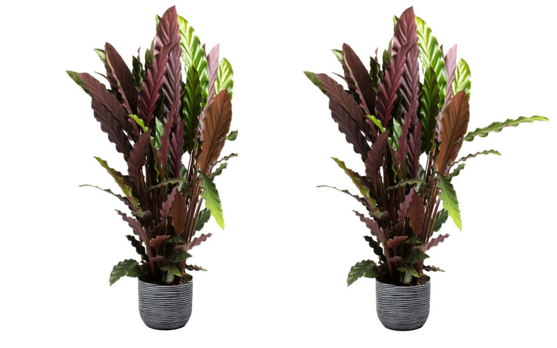 Calathea rufibarba stor x2