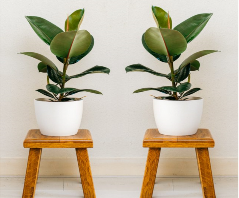 Ficus elastica robusta stor x2