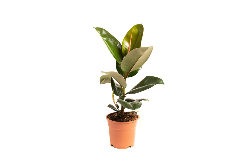 Ficus elastica robusta stor x2