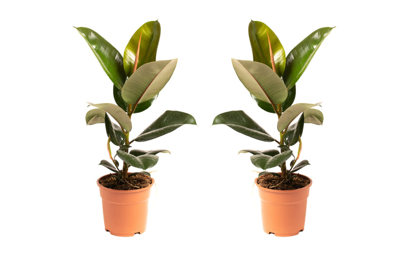 Ficus elastica robusta stor x2