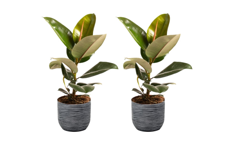 Ficus elastica robusta stor x2