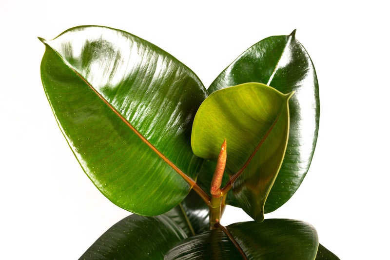 Ficus elastica robusta stor x2