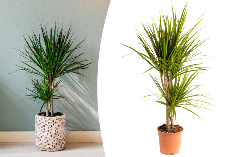 Dracaena marginata stor x1