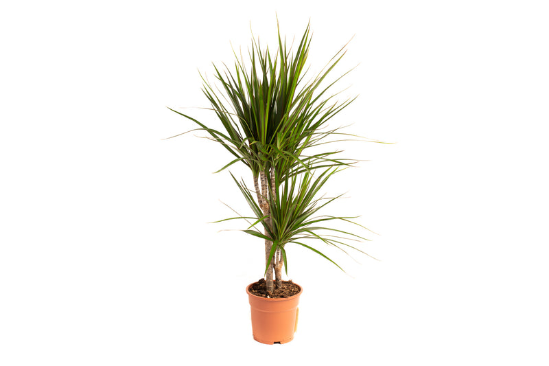 Dracaena marginata stor x1