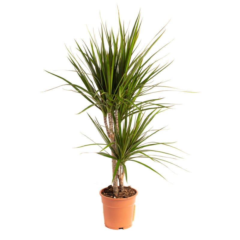 Dracaena marginata stor x1