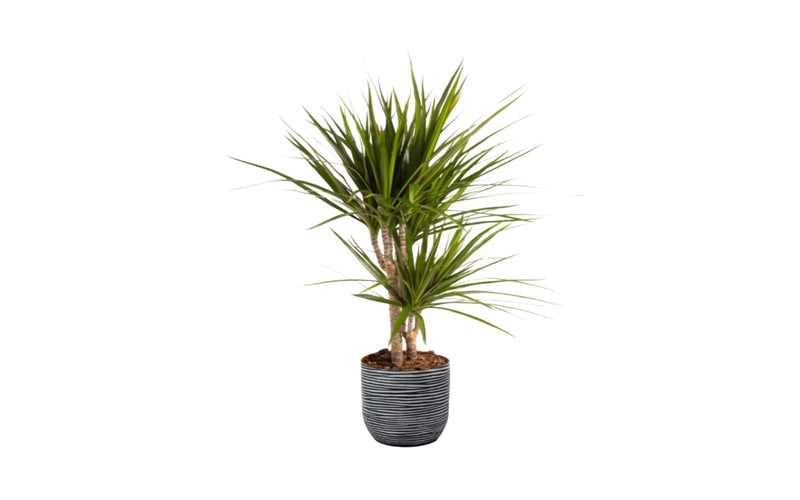 Dracaena marginata stor x1