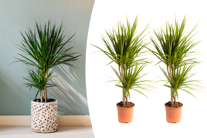 Dracaena marginata stor x2