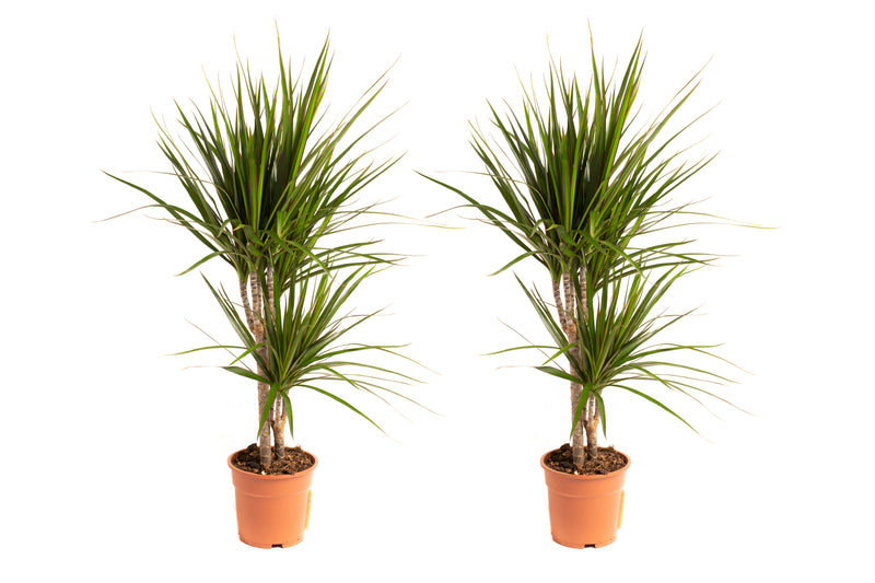 Dracaena marginata stor x2