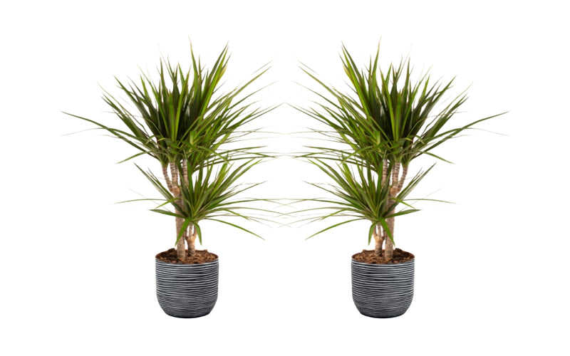 Dracaena marginata stor x2