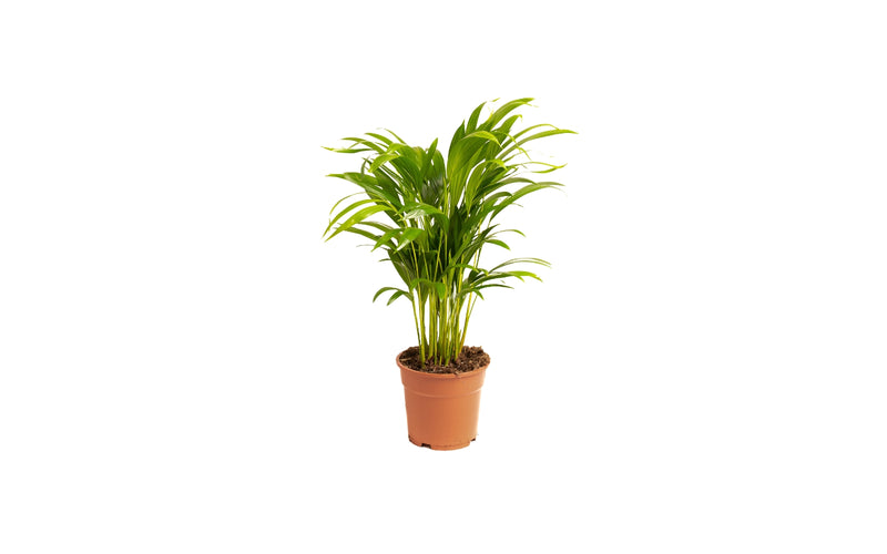 Dypsis lutescens areca stor x1