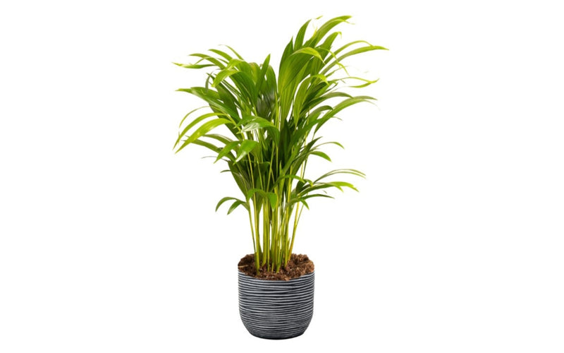 Dypsis lutescens areca stor x1
