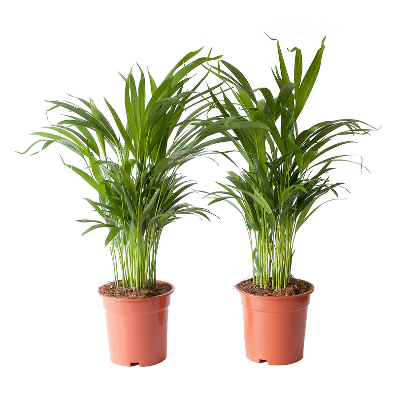 Dypsis lutescens areca stor x2
