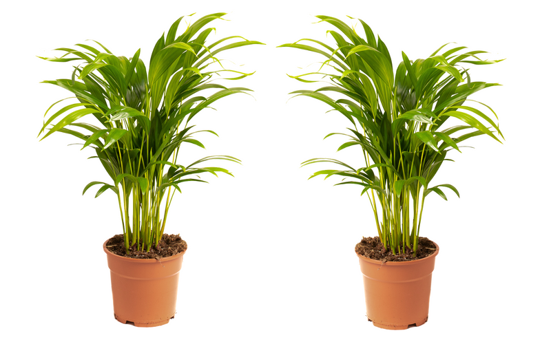 Dypsis lutescens areca stor x2