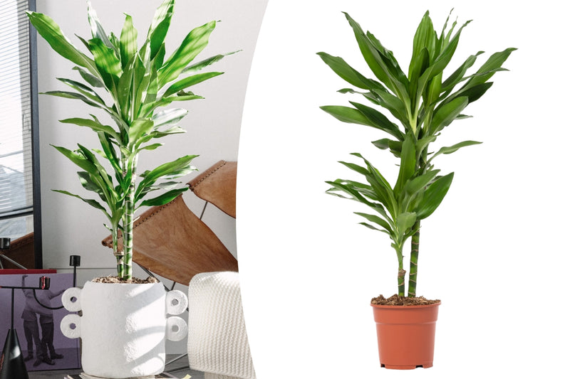 Dracaena Janet Lind x1