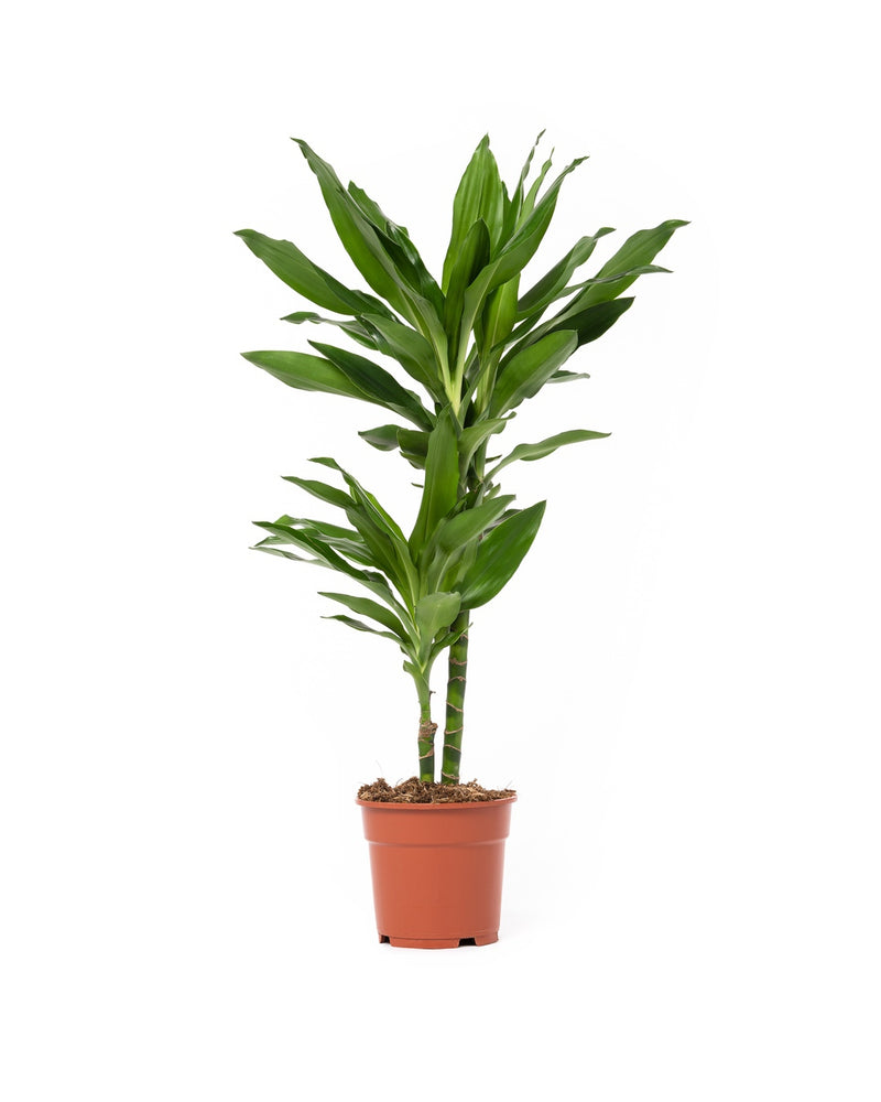 Dracaena Janet Lind x1