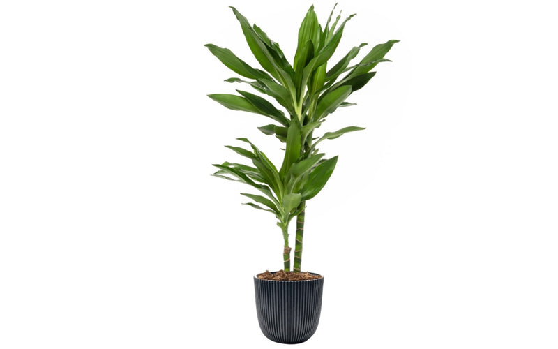 Dracaena Janet Lind x1