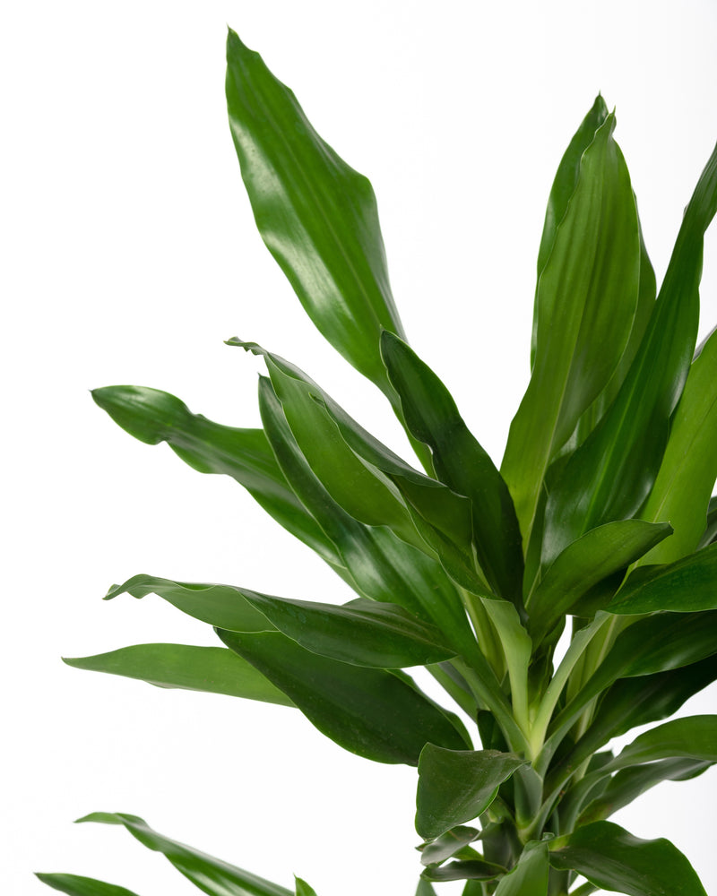 Dracaena Janet Lind x1